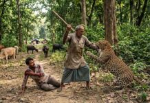 बेटे पर टूट पड़ा तेंदुआ, डंडा लेकर भिड़ गया पिता; पांच मिनट के संघर्ष के बाद बचाई जान Father rescues son from leopard jaws