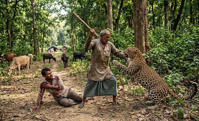 father-rescues-son-from-leopard-jaws- Father rescues son from leopard jaws
