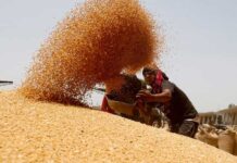 दुनिया के बाजार में 4 साल बाद लौटा भारत का गेहूं, इस देश ने बुक कर डाले 2 लाख टन Wheat gehu