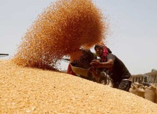 दुनिया के बाजार में 4 साल बाद लौटा भारत का गेहूं, इस देश ने बुक कर डाले 2 लाख टन Wheat gehu